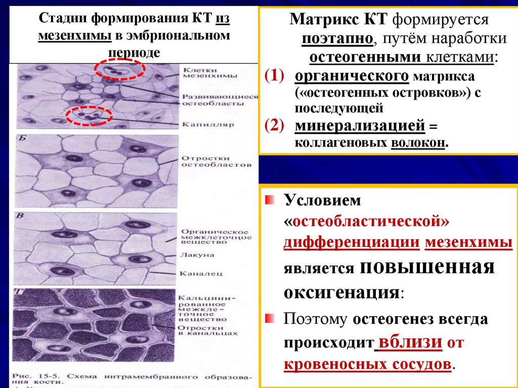 Опорная ткань