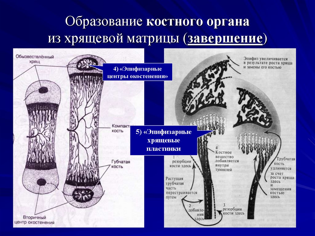 Источник развития скелетных тканей