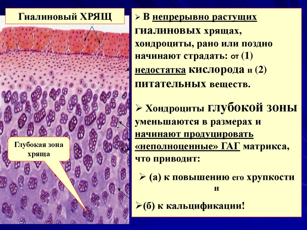 Хрящевая ткань презентация