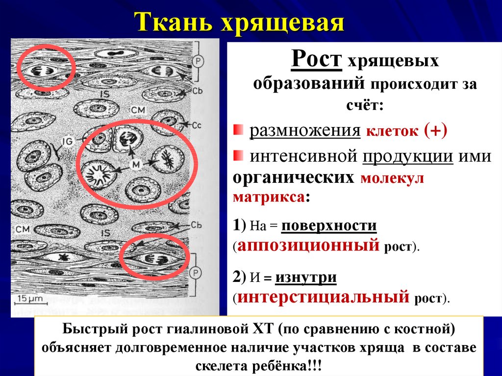 Опорная ткань