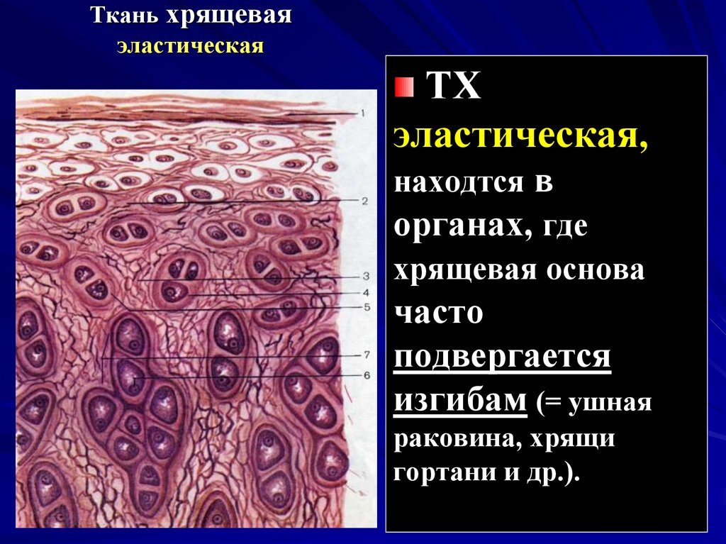 Опорная ткань. Эластическая хрящевая ткань образует. Эластичная хрящевая ткань. Надхрящница эластического хряща. Эластический хрящ состоит.