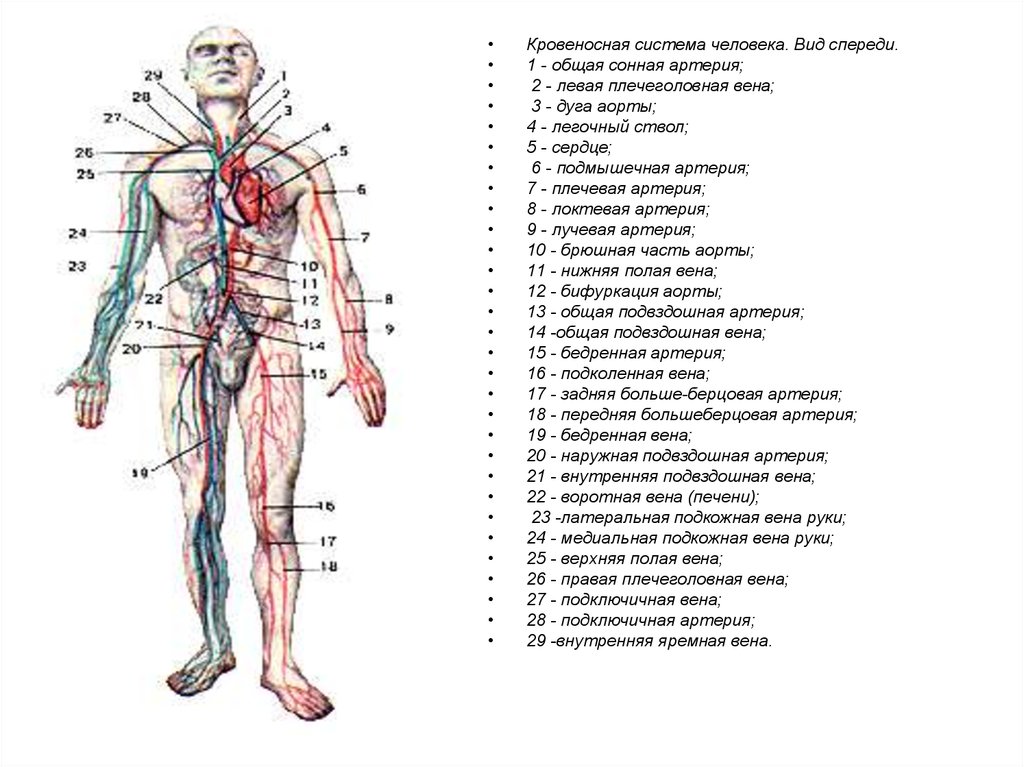 Артерии и вены тела. Кровеносная система человека схема анатомия. Схема кровяной системы человека. Система артерий человека схема. Строение сосудов Вена артерия анатомия.