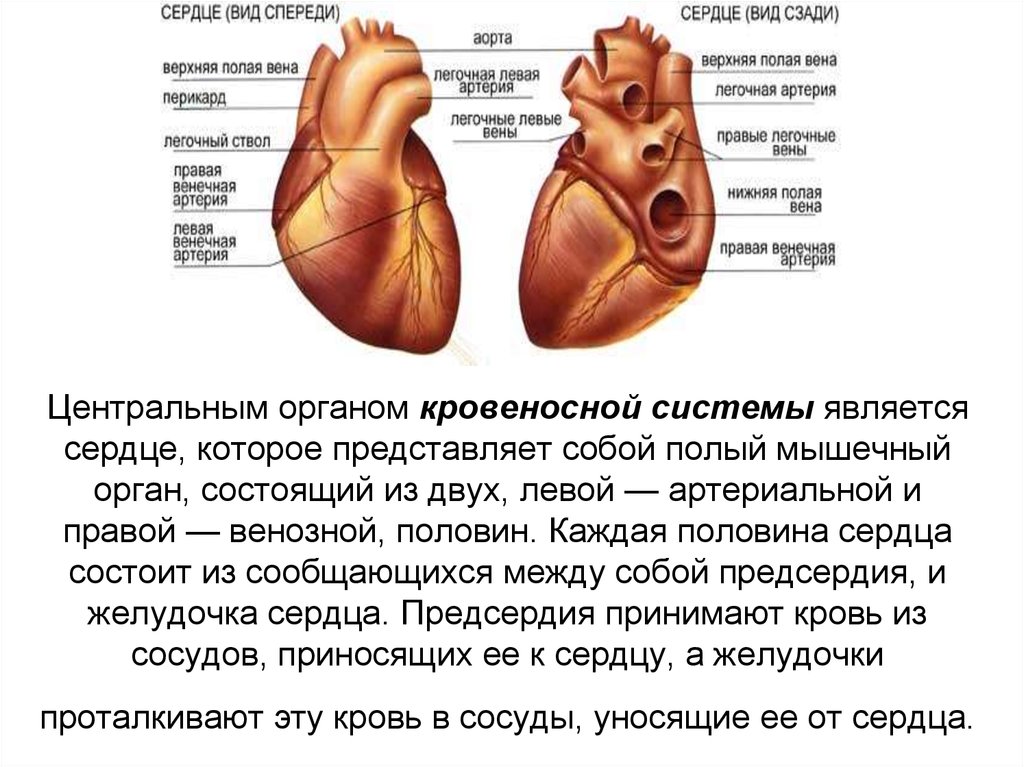 Сердце является. Сердце состоит из. Сердце полый мышечный орган. Сердце является органом. Сердце орган - мышечной системы.