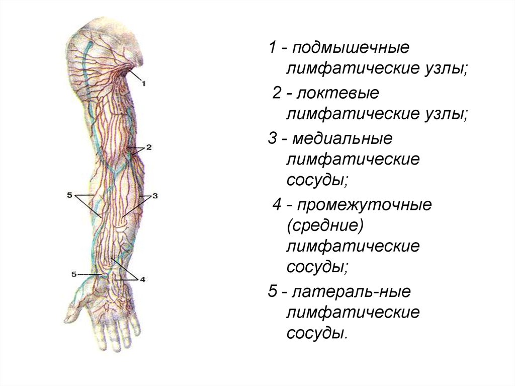 Лимфоузлы кисти. Поверхностные локтевые лимфатические узлы. Локтевые лимфатические узлы расположение. Лимфоузлы в локтевой области расположение. Лимфатические узлы на руке расположение.