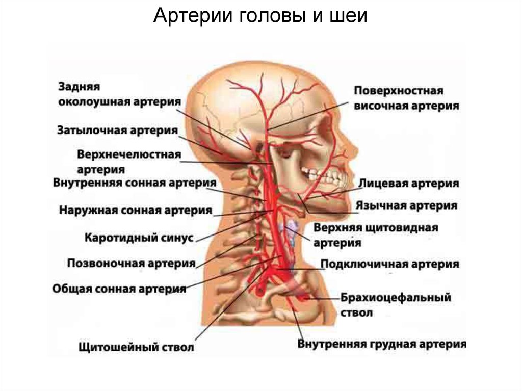 Кровоснабжение головы схема