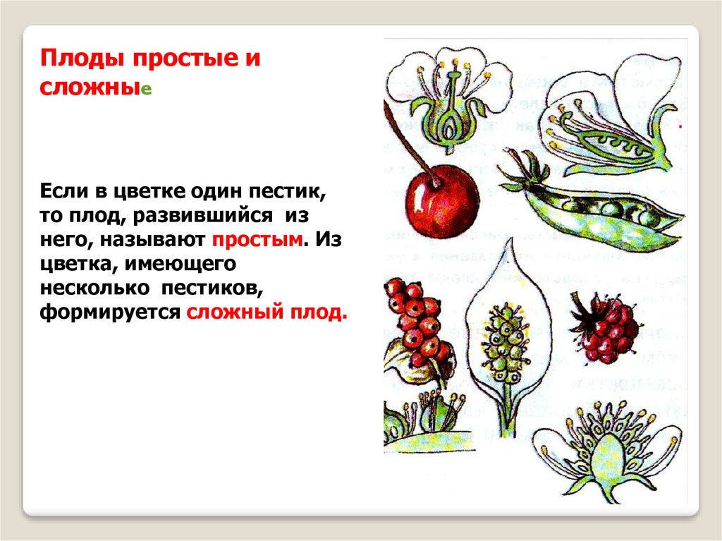 Простые плоды сложные плоды соплодия. Сложные плоды. Цветы и плоды. Простые и сложные плоды. Плоды растений простые.