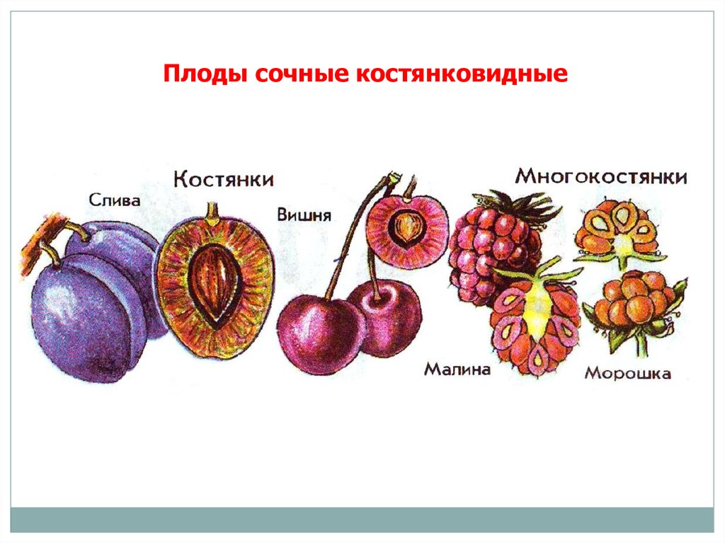 Что является признаком плодов растений. Околоплодник костянки. Плод многокостянка. Костянковидные ягодовидные плоды. Плод костянка и многокостянка.