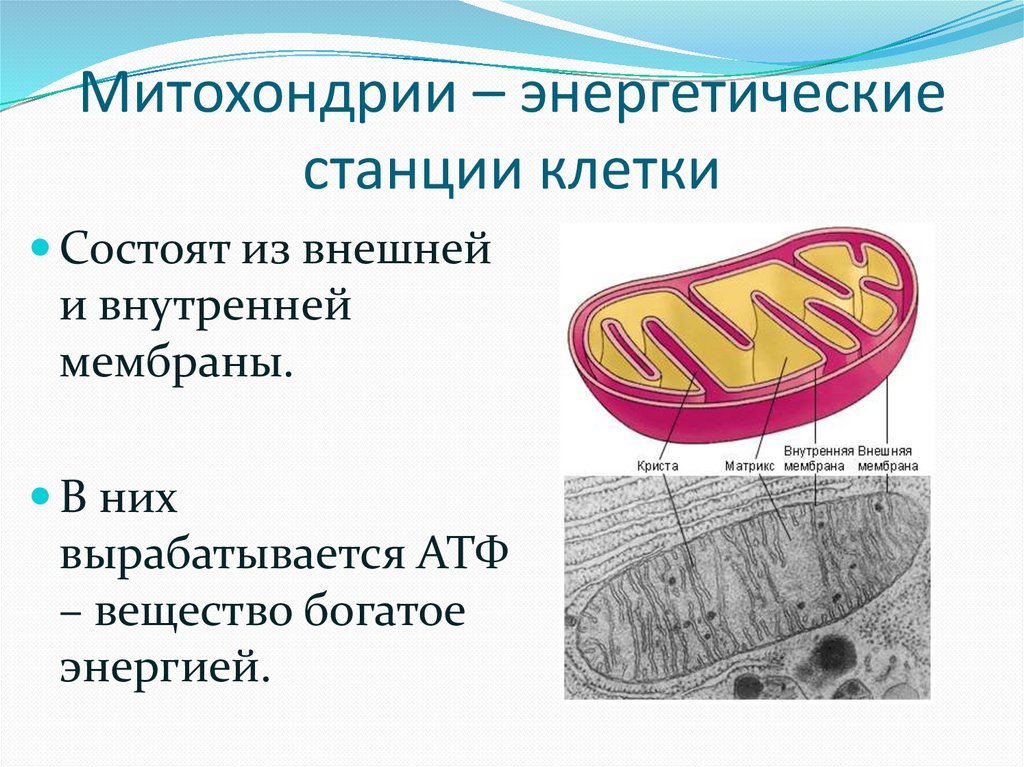 Энергетическая станция клетки животных