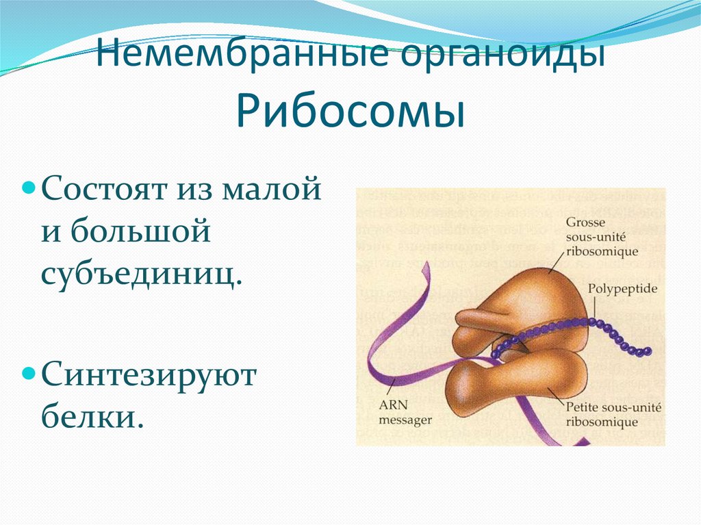 Строение немембранных органоидов клетки