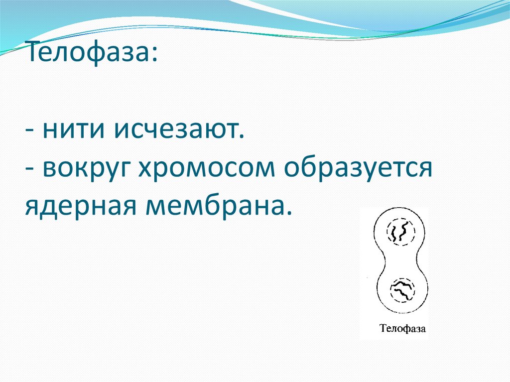 Исчезнувшая нить. Синквейн телофаза. Глагол к слову телофаза.