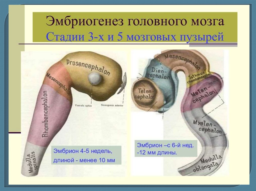 Эмбриогенез мозга человека. Головной мозг эмбриона на стадии 3 и 5 пузырей. Развитие отделов головного мозга стадия трех пузырей. Стадия 5 мозговых пузырей. Эмбриогенез головного мозга стадия 3 и 5 пузырей.