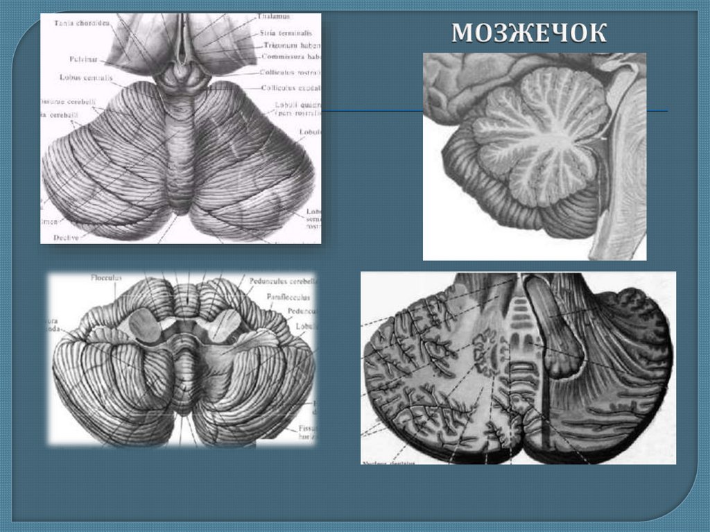 Строение мозжечка рисунок с подписями