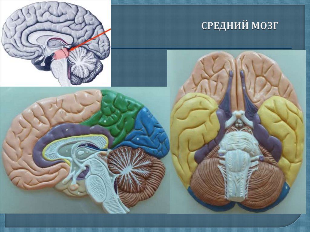 Верхние холмики мозга. Lamina quadrigemina головной мозг. Средний мозг четверохолмие. Пластинка четверохолмия среднего мозга. Пластинка четверохолмия функции.