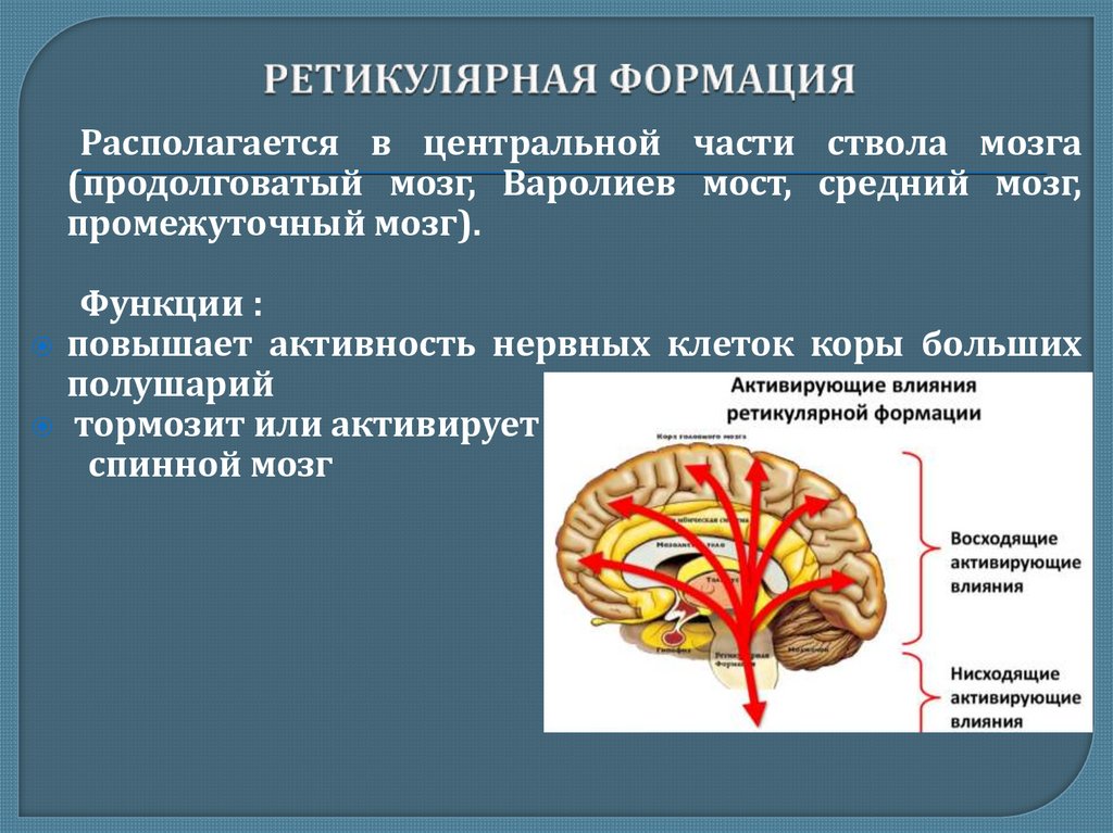 Общая характеристика головного мозга