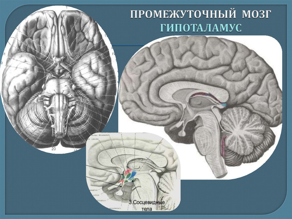 Промежуточный мозг образования. Промежуточный мозг гипоталамус. Таламус гипоталамус эпиталамус.