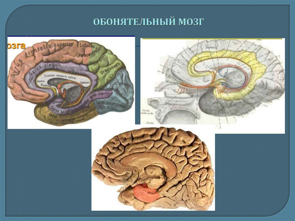 Обонятельные зоны мозга. Обонятельный центр мозга. Обонятельный мозг атлас. Обонятельный мозг строение. Обонятельный мозг функции анатомия.