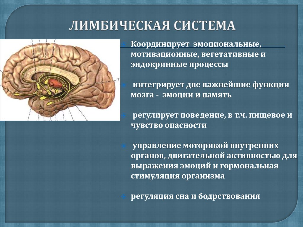 Лимбическая структура мозга. Функции лимбической доли головного мозга. Лимбическая система мозга функции лимбической системы. Лимбическая система структура и функции. Лимбическая система, ее строение и функции..