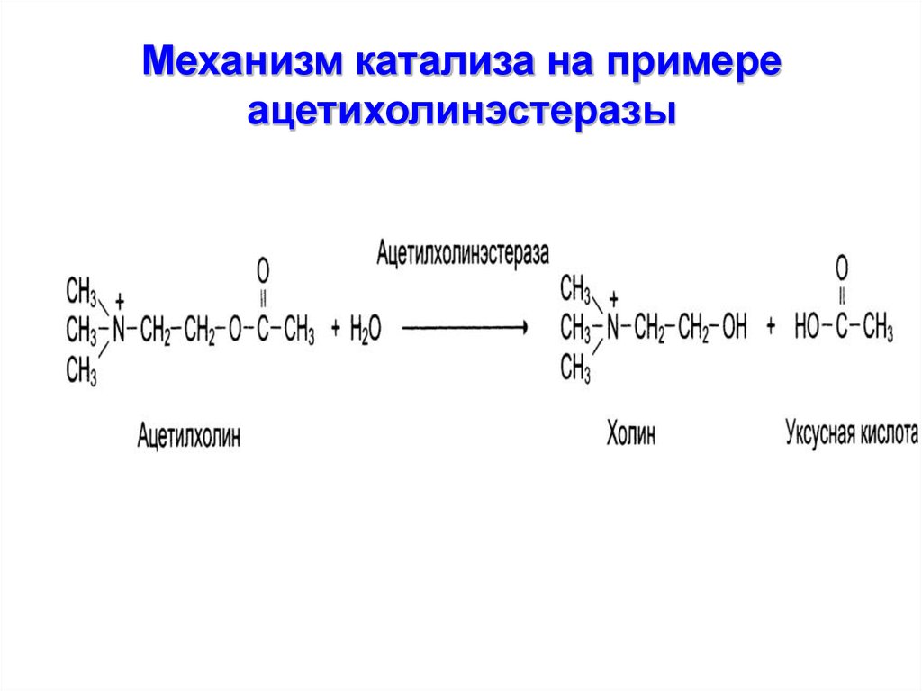 Механизм катализа. Катализ это биохимия. Механизм ферментативного катализа. Ферментативный катализ это в химии.
