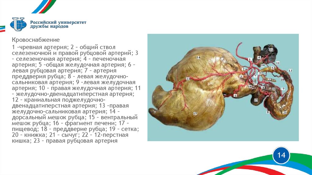 Рубец сетка книжка сычуг фото