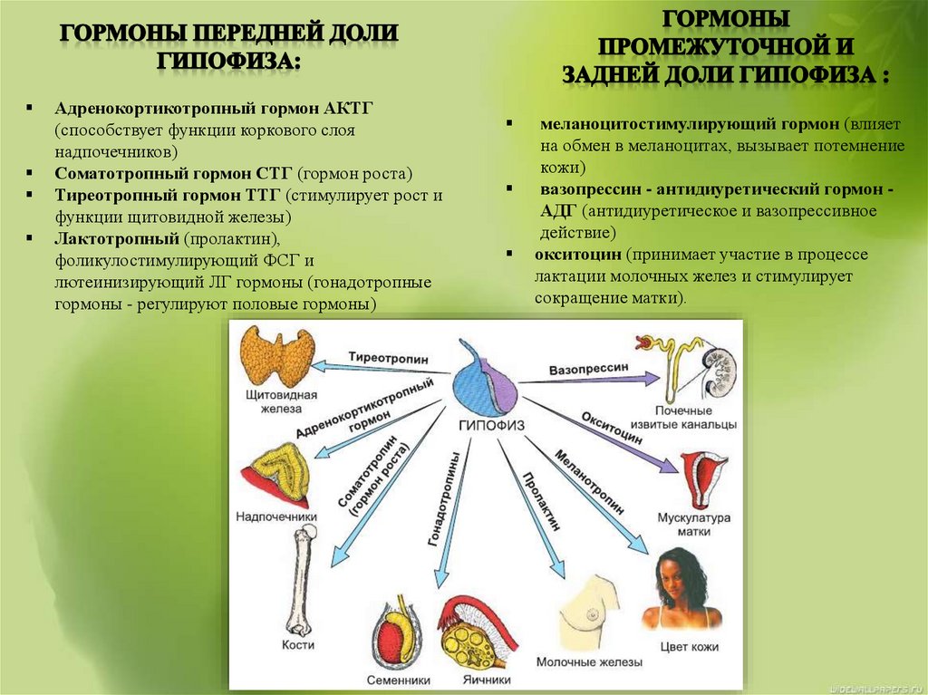 Безусловные рефлексы головного мозга исследовательский проект