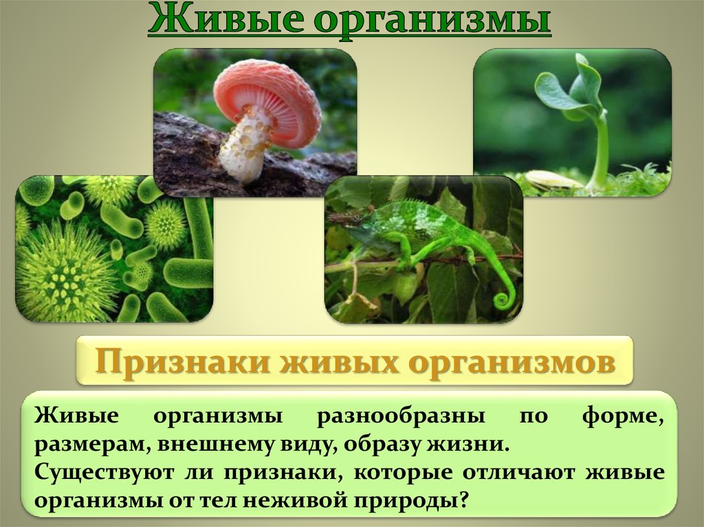 Почему растения живые организмы