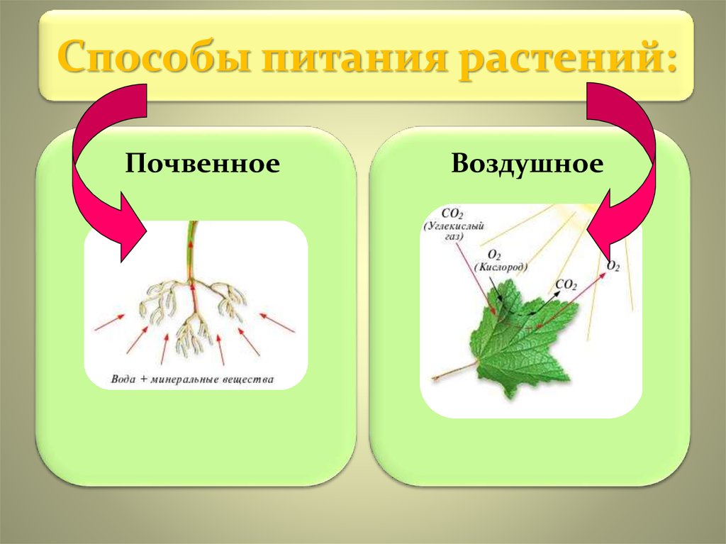 Воздушное питание корня. Питание растений. Схема питания растений. Воздушное питание растений. Способы питания растений.