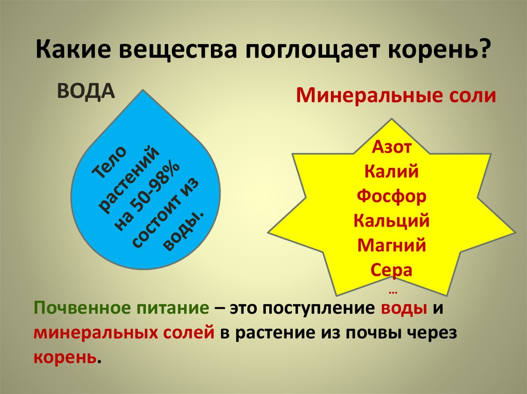 Вещество поглощающее воду. Какие вещества поглощает корень. Какие вещества поглощает корень из почвы. Поглощение корнем воды и растворов Минеральных солей-. Корни поглощают Минеральные вещества.