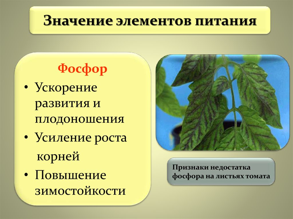 Значение роста в жизни растений 5. Элементы питания растений. Значение элементов питания. Значение элементов питания для растений. Дефицит питания у растений.