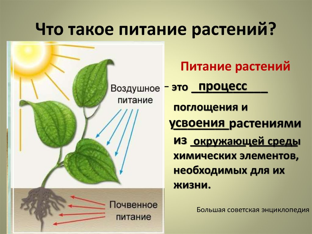 Питание растений картинка