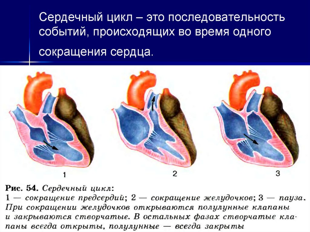 Сердечный класс. Сердечный цикл биология 8 класс. Цикл сердечного сокращения предсердия желудочки. Цикл сердечной деятельности анатомия. Фазы сердечной деятельности сердечный цикл.