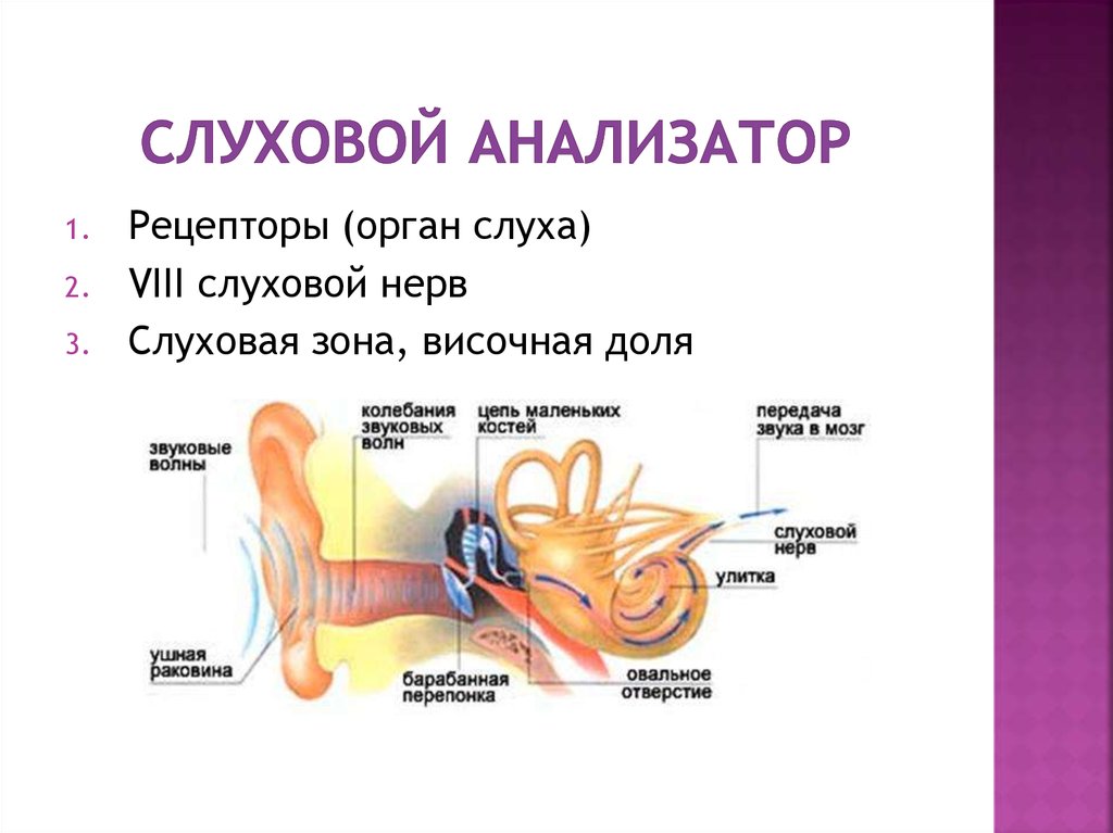 Слуховой анализатор физиология презентация