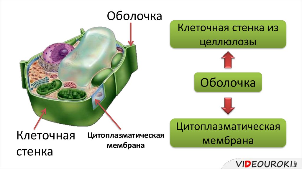 Строение клеточной оболочки растительной клетки. Оболочка растительной клетки состоит из целлюлозы. Стенка растительной клетки содержит