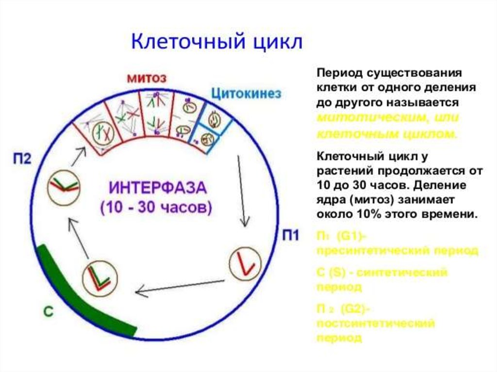 1 жизненный цикл клетки митоз. Клеточный цикл митоз фазы клеточного цикла. Периоды клеточного цикла митоз. Периоды клеточного цикла таблица. Жизненный цикл клетки интерфаза.