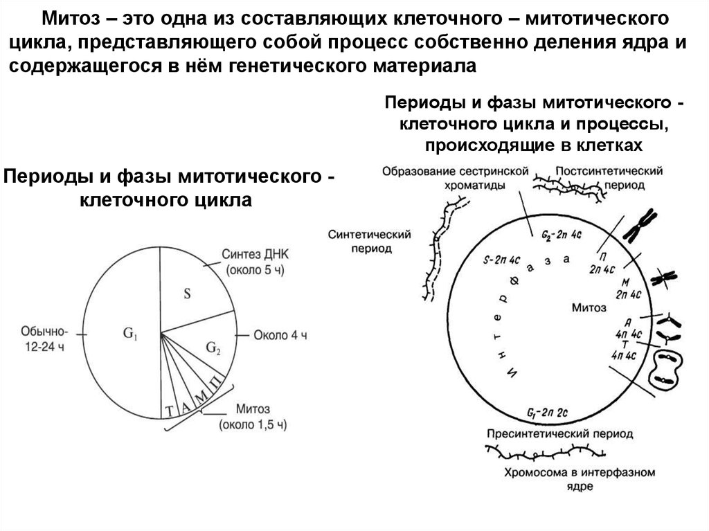 Клеточный цикл рисунок егэ