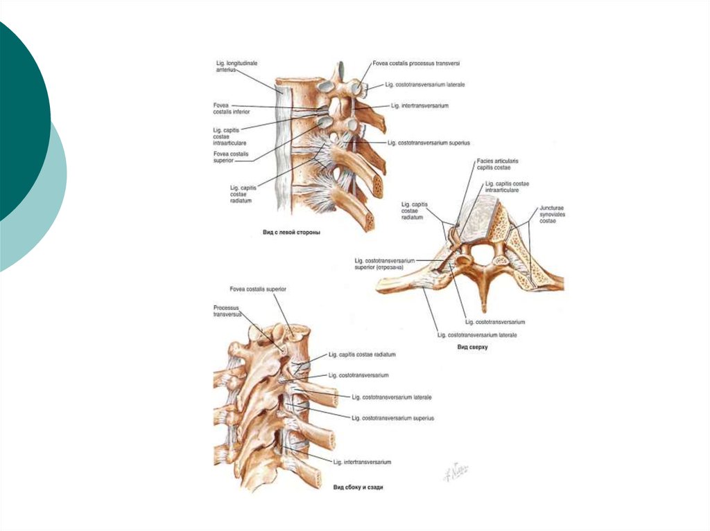 Связки позвоночного столба. Реберно Позвоночный сустав анатомия. Анатомия реберно позвоночных суставов. Суставы позвонков и ребер. Суставы позвоночного столба и грудины.