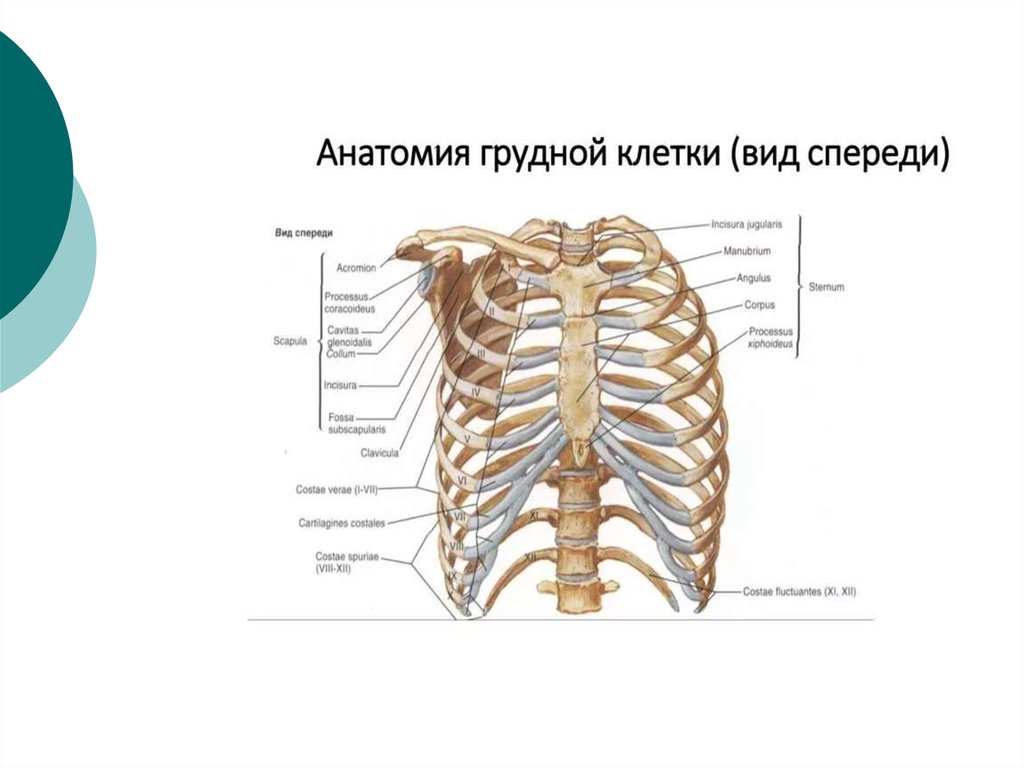 Грудное отверстие. Строение грудной клетки спереди. Ребра и Грудина анатомия строение. Грудная клетка анатомия человека вид спереди. Строение человеческой грудной клетки.