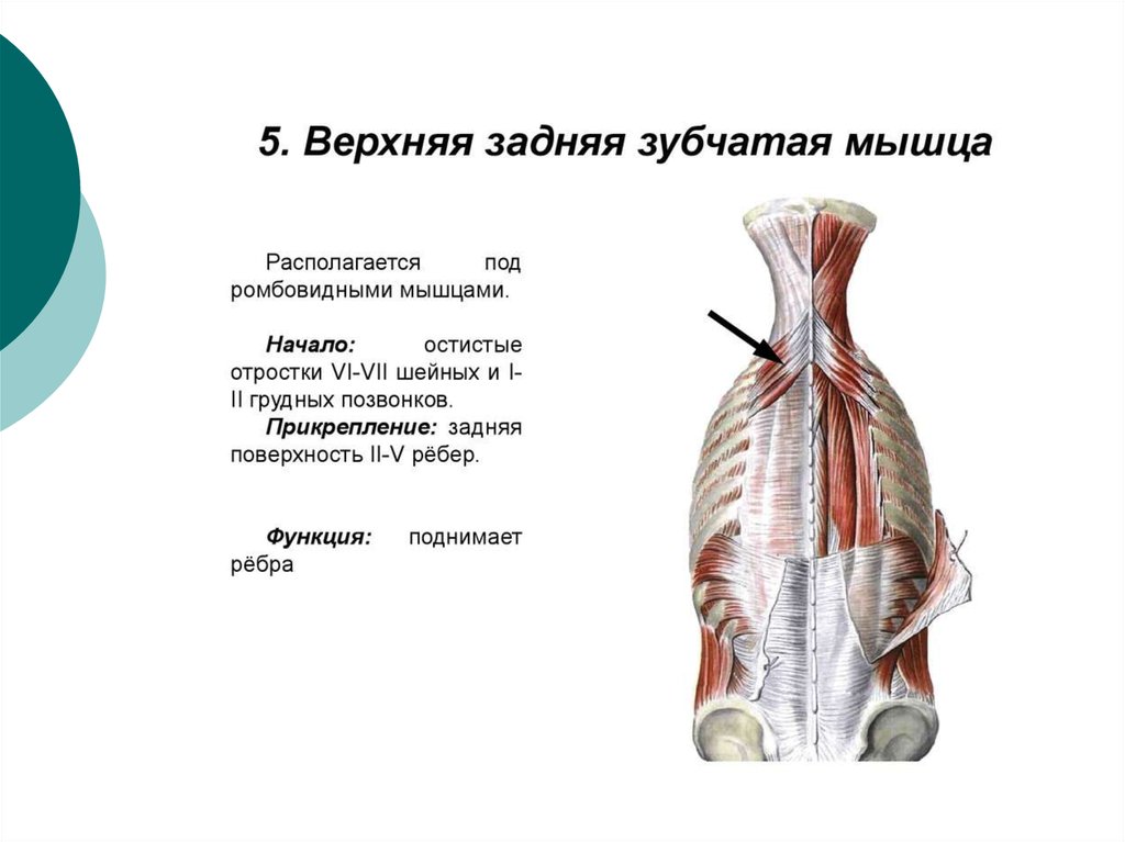 Мышцы спины и ребра. Задняя зубчатая мышца спины анатомия. Мышцы спины глубокие и поверхностные анатомия. Прикрепление поверхностных мышц спины. Мышцы спины анатомия прикрепляющиеся к ребрам.