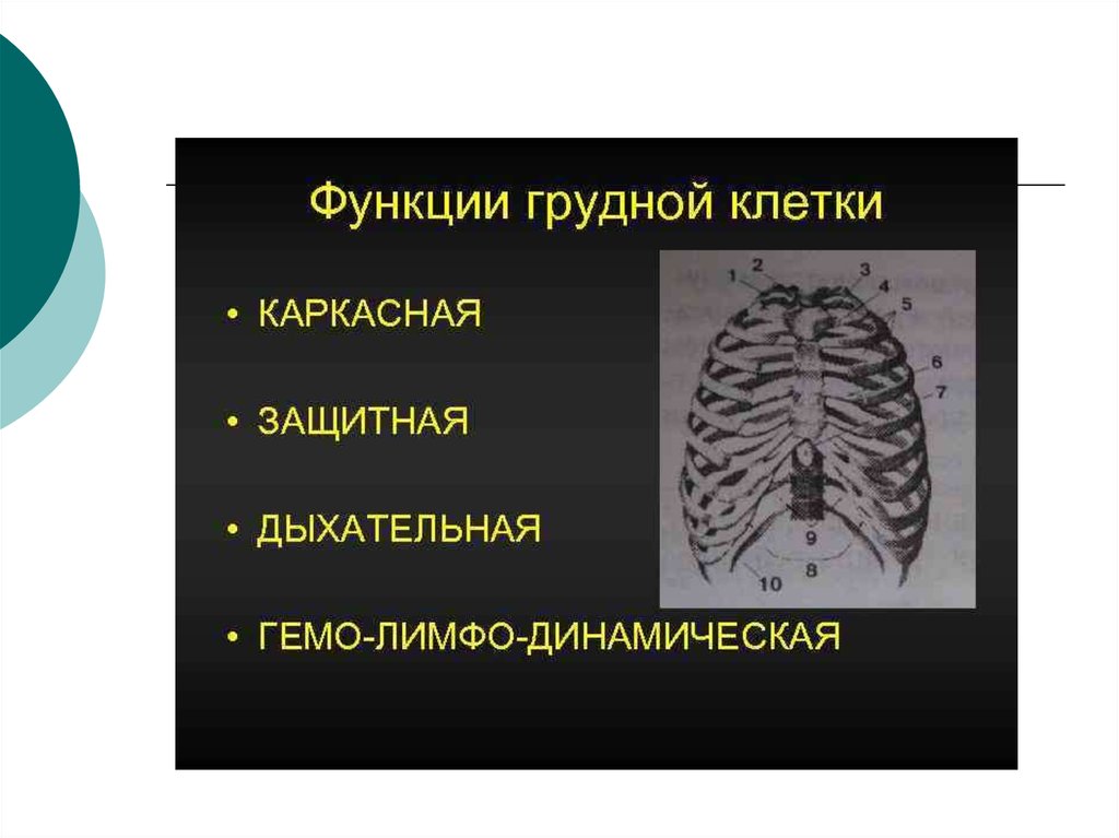 Грудная клетка презентация