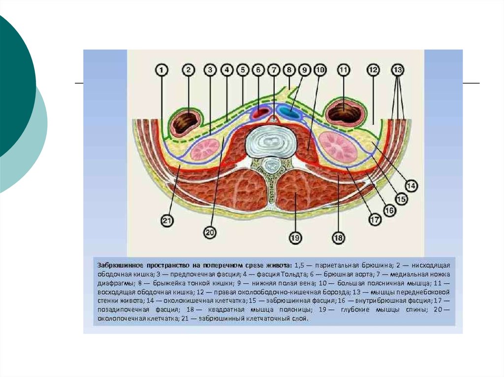 Брюшное и забрюшинное пространство. Забрюшинное клетчатое пространство. Топография забрюшинного пространства схема. Фасции и клетчаточные пространства забрюшинного пространства. Собственное забрюшинное клетчаточное пространство.