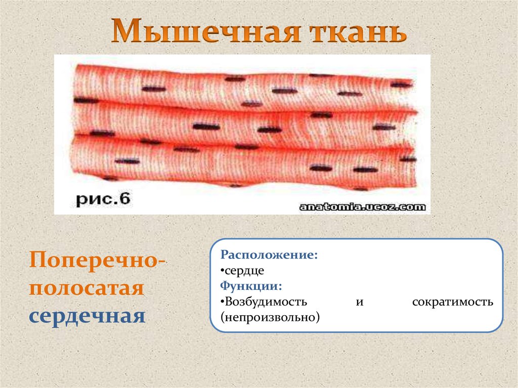 Поперечная ткань. Поперечно полосатая сердечная мышечная ткань расположение. Поперечнополосатая сердечная мышца ткани. Расположение поперечно полосатой сердечной ткани. Поперечнополосатая сердечная мышечная ткань местоположение.