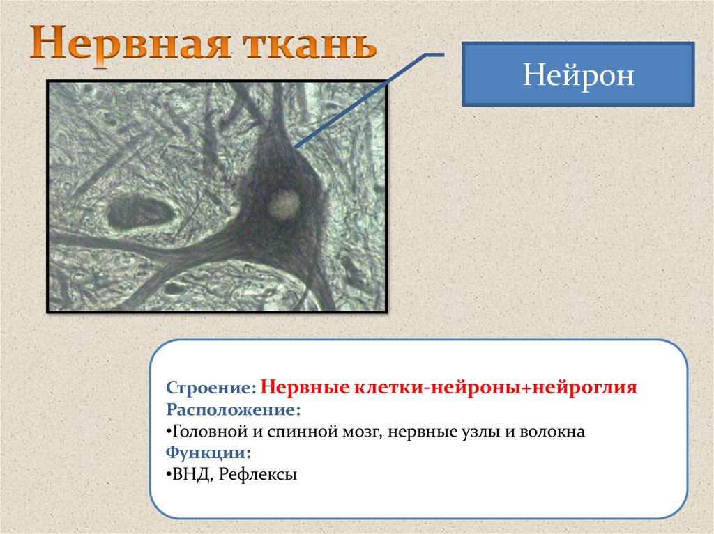 Нейрон нервной ткани местоположение и функции. Нервная ткань. Расположение клеток нервной ткани. Местоположение клетки