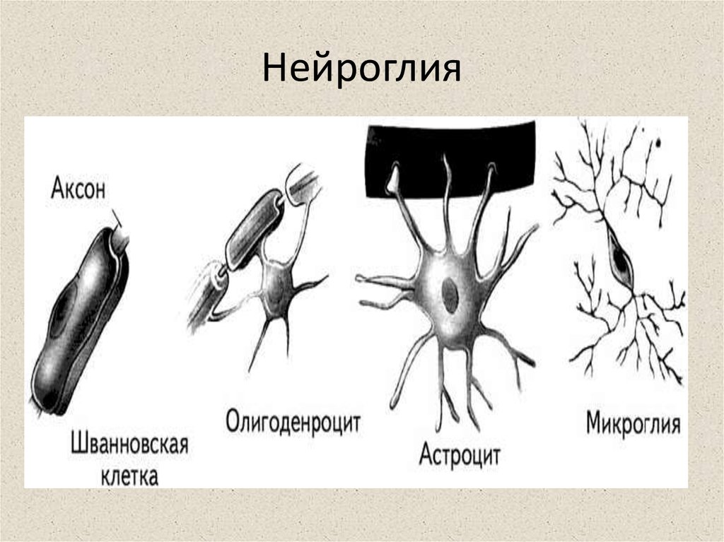 Разновидности глии схема