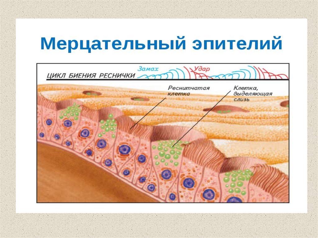 Ткани человека презентация 11 класс