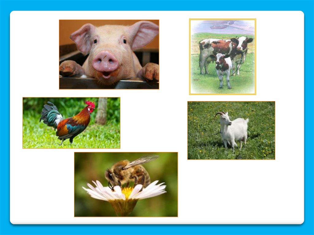 Тест на тему животноводство 3. Животноводство 3 класс окружающий мир. Животноводство 3 класс окружающий мир презентация. Отрасли животноводства 3 класс окружающий мир. Животноводство 3 класс окружающий мир про гусей.