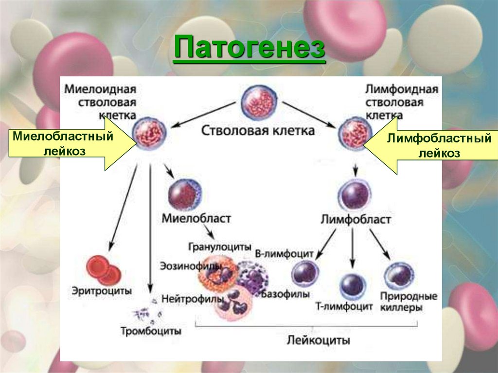 Лейкоз патофизиология презентация