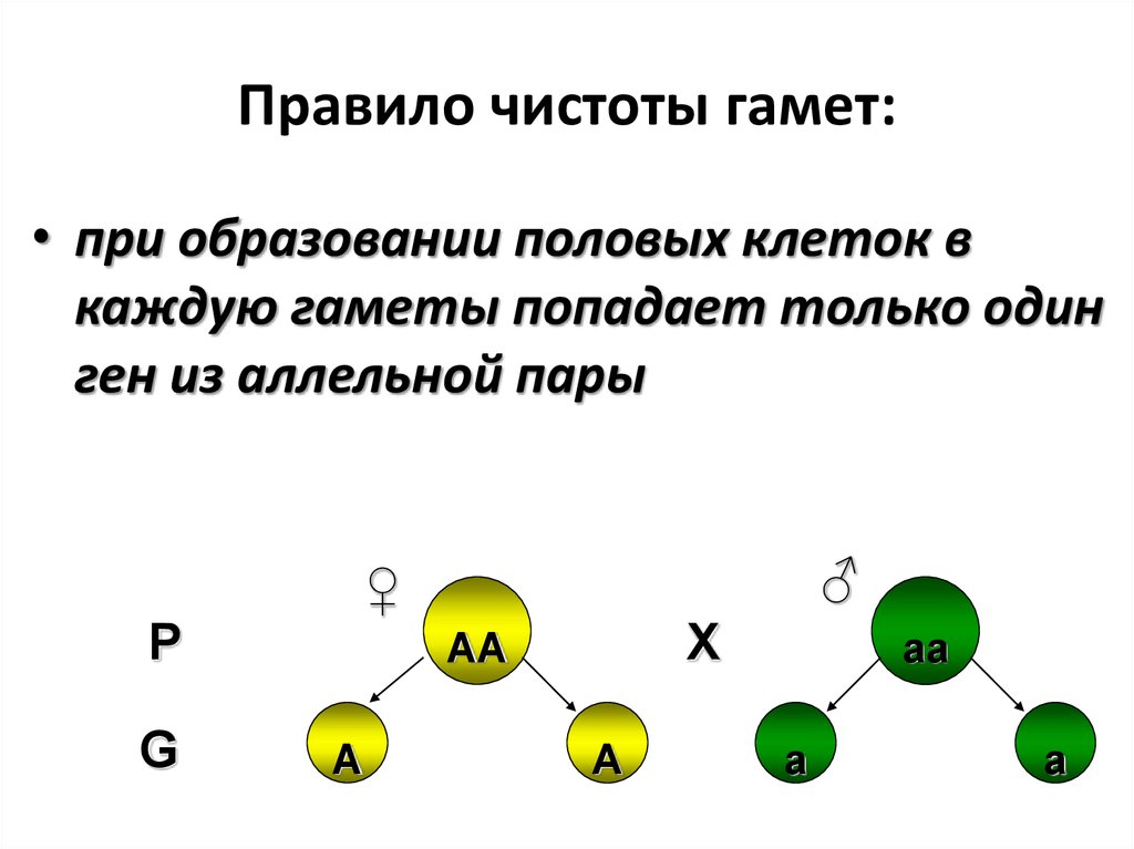 Запишите гаметы. Клеточные основы гипотезы чистоты гамет. Гипотеза чистых гамет. Гипотеза чистоты гамет формулировка. Цитологическое обоснование чистоты гамет.