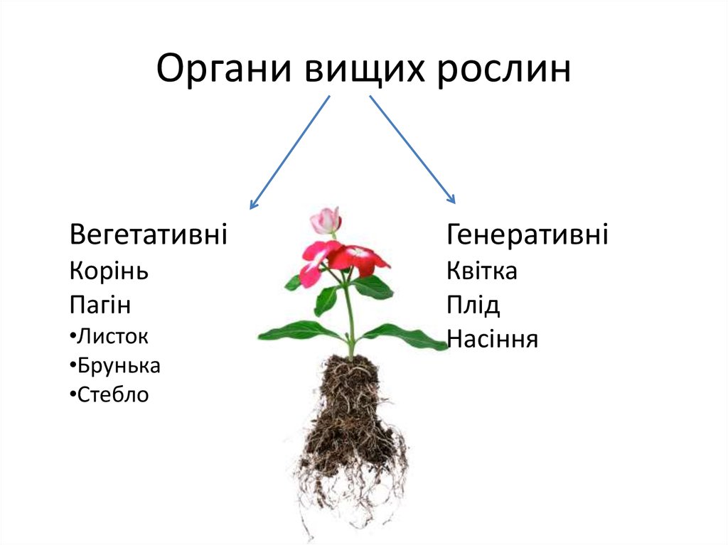 Органи вищих рослин