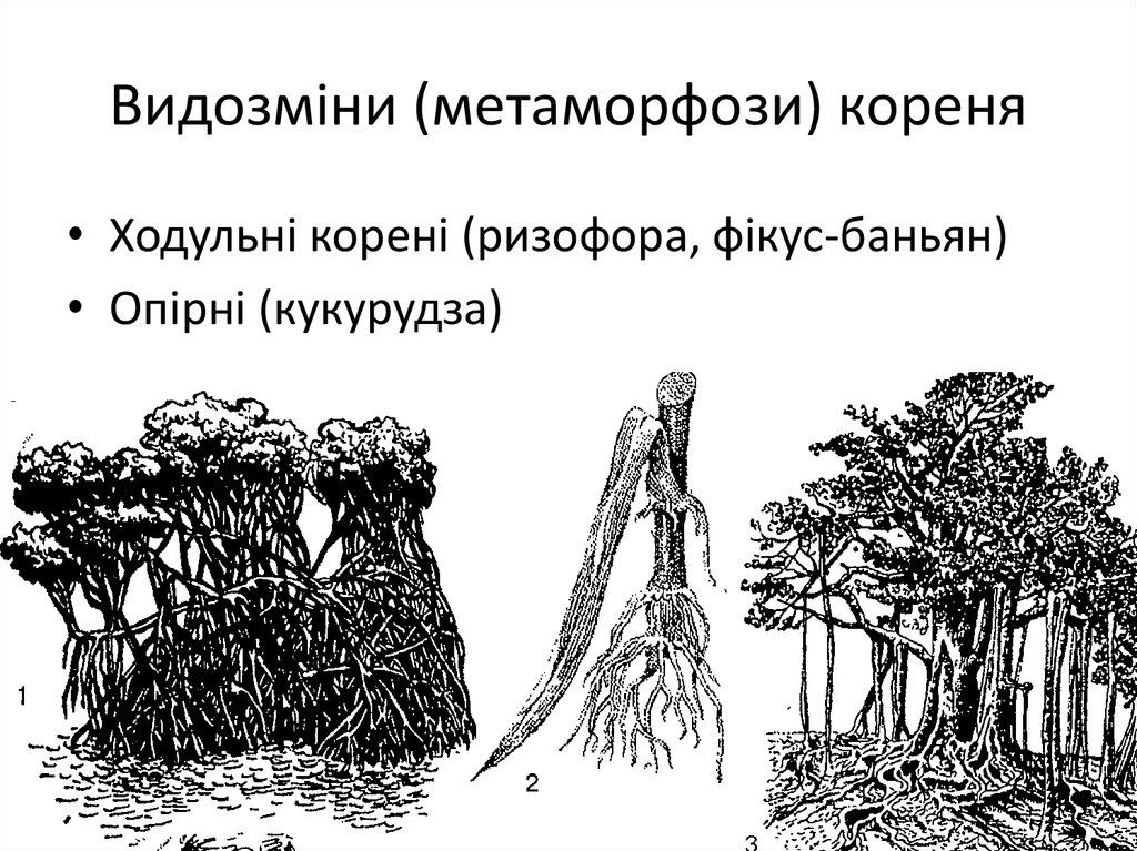 Видозміни (метаморфози) кореня