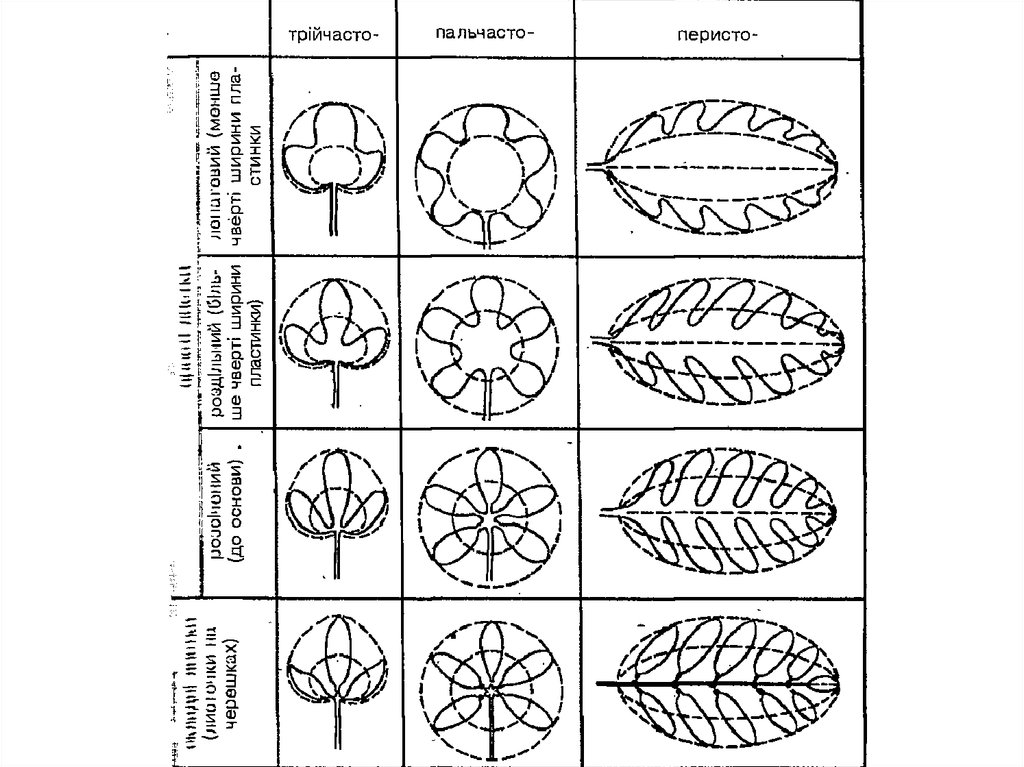 Таблица листьев. Форма расчленения листовой пластинки. Типы расчленения листовой пластинки простого листа. Типы рассечения листовой пластинки. Типы расчлененности листовых пластинок.