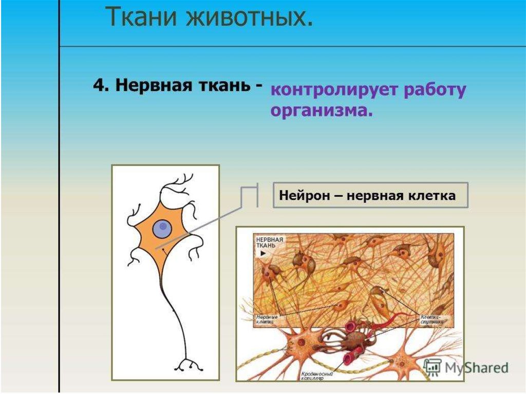 Какое свойство у нервной ткани